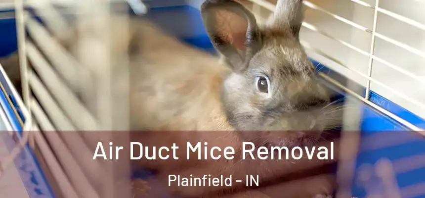  Air Duct Mice Removal Plainfield - IN